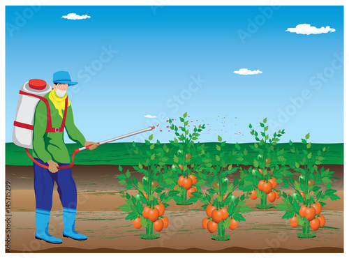 agriculturist sprays tomato plant vector design
