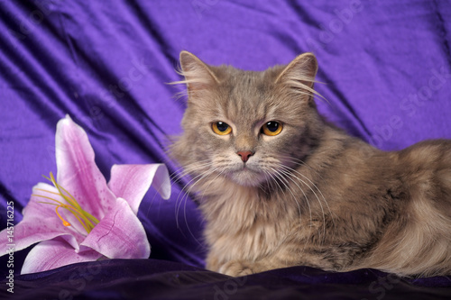 Fotografie Beautiful fluffy gray cat and flower