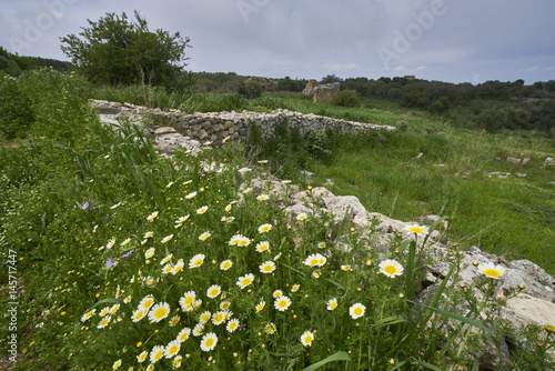 Mauer mit Kronen-Wucherblume in Aptera, Westkreta