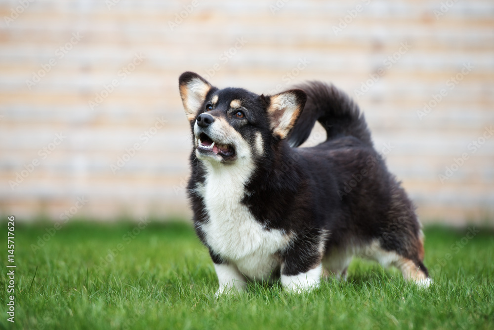 adorable corgi dog outdoors in spring adorable corgi dog outdoors in spring