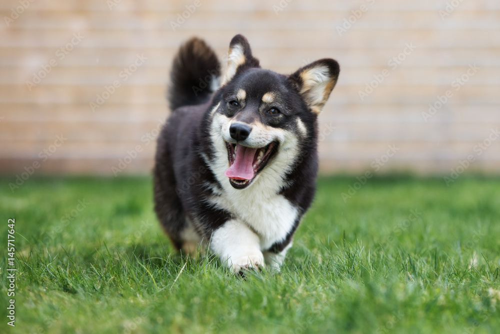 adorable corgi dog outdoors in spring adorable corgi dog outdoors in spring