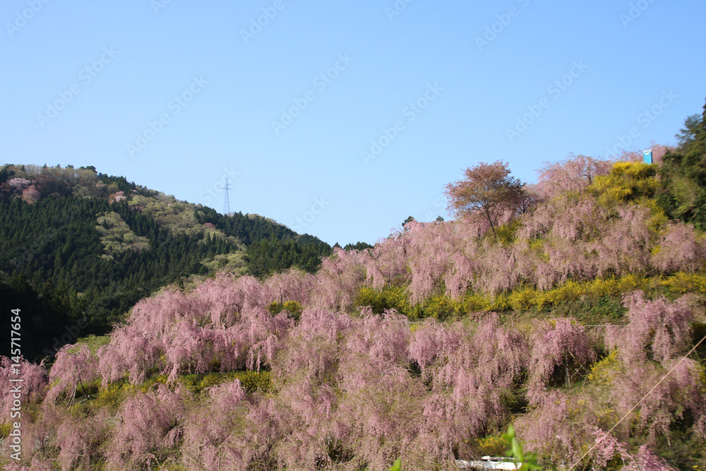 枝垂れ桜の山