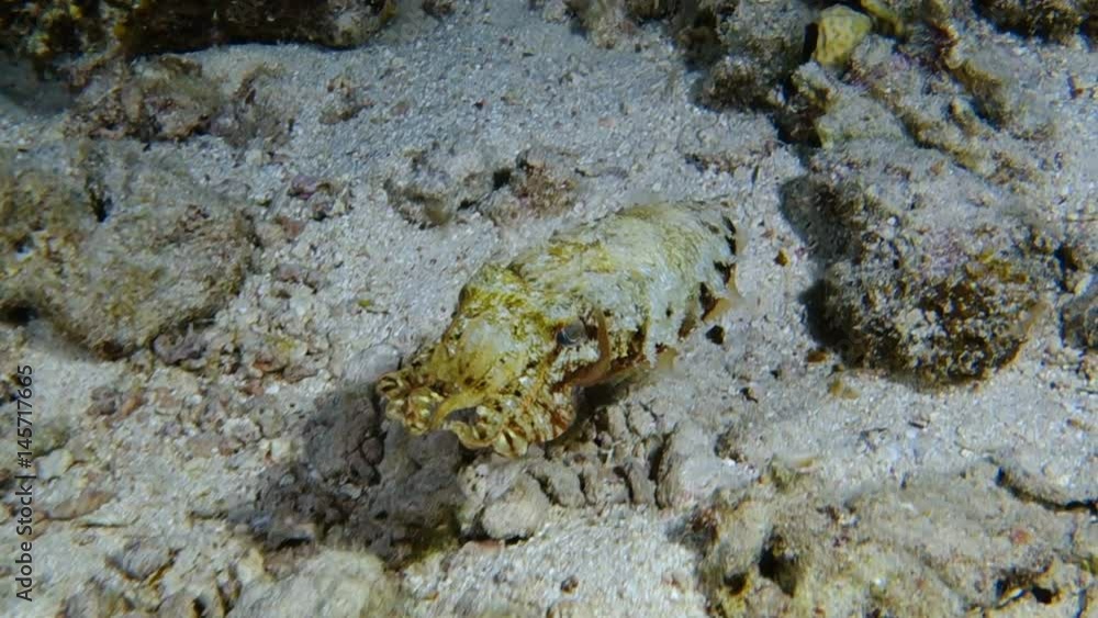 The cuttlefish moving over the sea bottom at night, Red sea, Egypt. Full HD underwater footage.
The cuttlefish moving over the sea bottom at night, Red sea, Egypt. Full HD underwater footage.