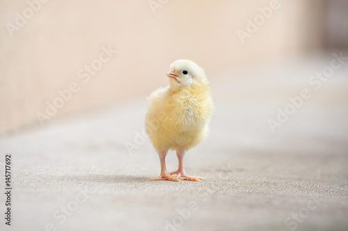 little chick standing outdoors