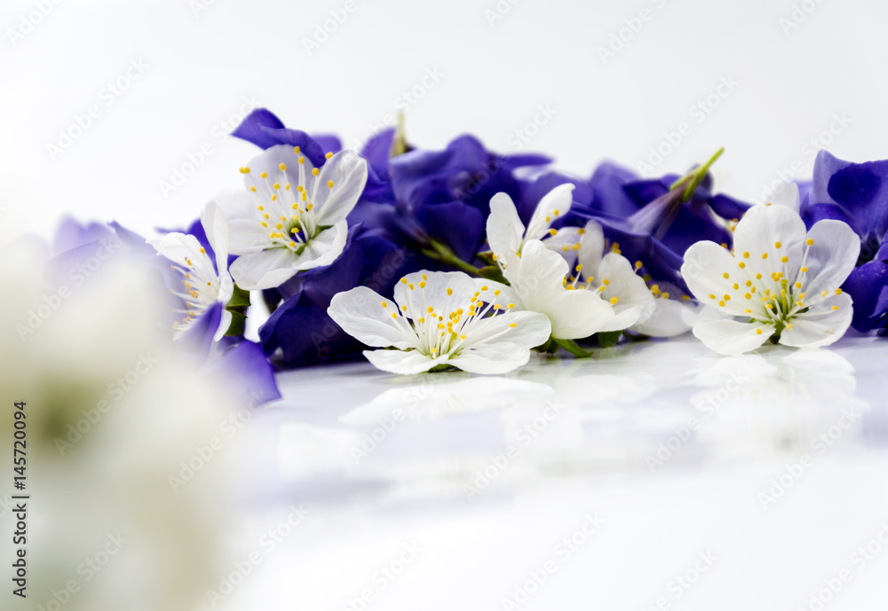 Beautiful violet and white flowers on a white background Beautiful violet and white flowers on a white background