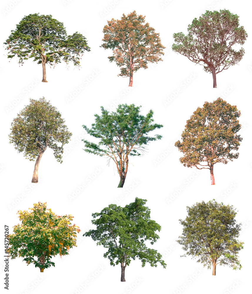 Fototapeta premium Collection of tree on white background. (for gardening)