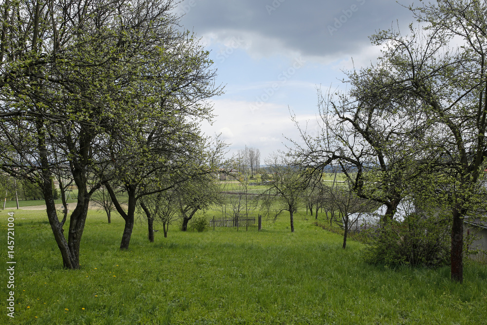 spring rural landscape with fruit orchard spring rural landscape with fruit orchard