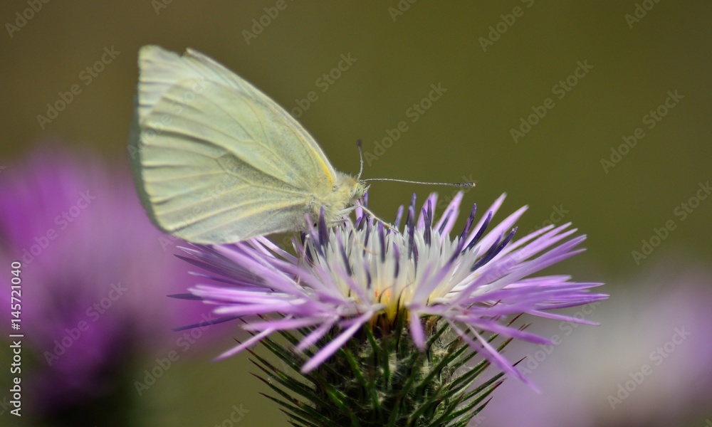 Closeup of beautiful white butterfly on wild thistle Closeup of beautiful white butterfly on wild thistle