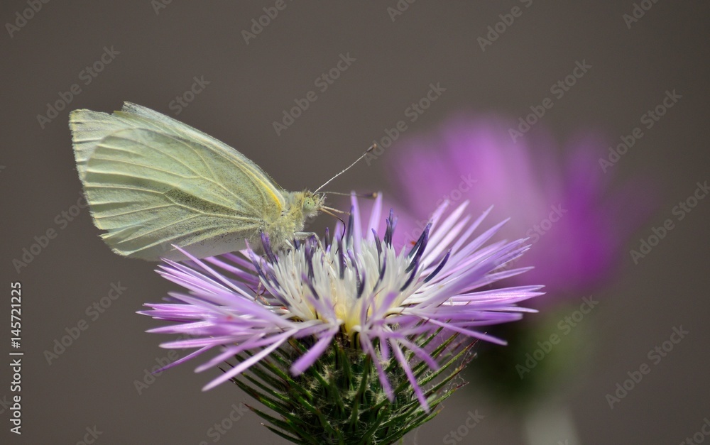 Closeup of beautiful white butterfly on wild thistle Closeup of beautiful white butterfly on wild thistle