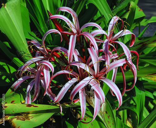 Crinum asiaticum red, Red Crinum lily, Spider lily