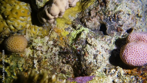 Close up video of the banded cleaner shrimp (Stenopus hispidus) on a coral reef at night, Red sea, Egypt. Full HD underwater footage.
 photo