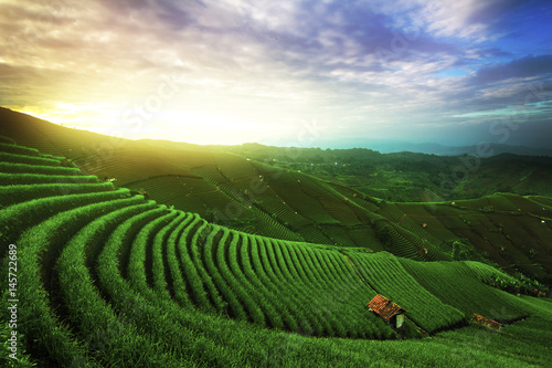 Onion plantations in Argapura Majalengka West Java indonesia with regular line pattern No People