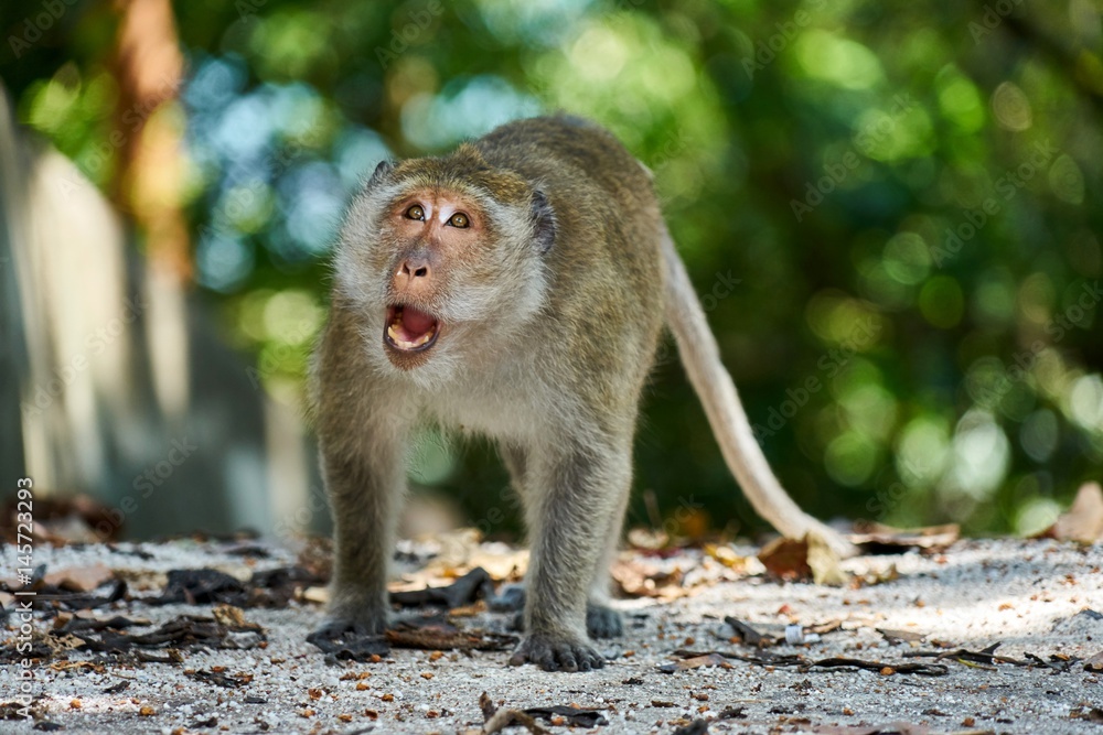 Obraz premium Monkey looks at you