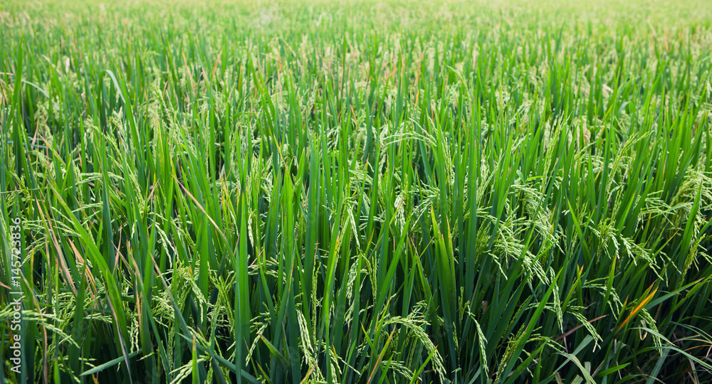 The young shoots of rice in a field The young shoots of rice in a field