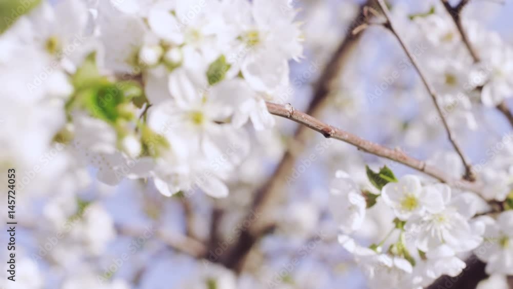 close up of white blossoms in orchard close up of white blossoms in orchard