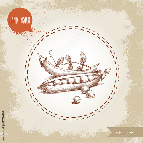 Hand drawn sketch pea pod group with leafs. Vector organic food illustration on grunge vintage background.