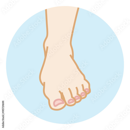 Foot -Front view　足　ボディパーツ　正面
