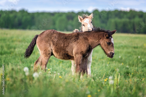 Fototapeta Naklejka Na Ścianę i Meble -  Two foals playing together. 