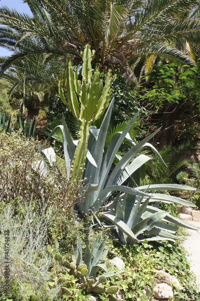 Różne kaktusy w ogrodzie kaktusowym - obrazy, fototapety, plakaty 