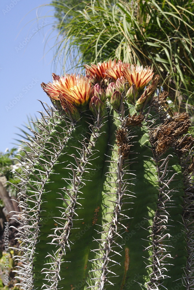 Różne kaktusy w ogrodzie kaktusowym - obrazy, fototapety, plakaty 