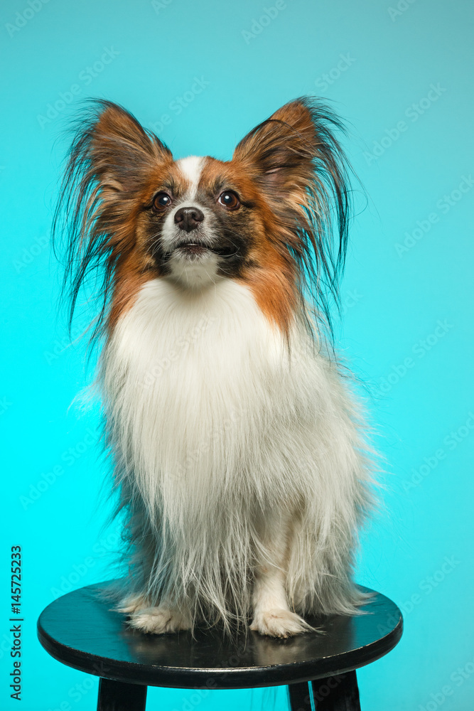 Studio portrait of a small yawning puppy Papillon Studio portrait of a small yawning puppy Papillon