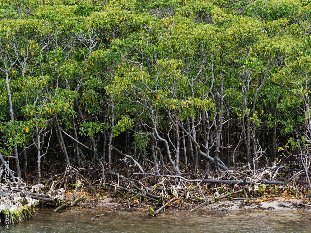 Obraz premium マングローブの森