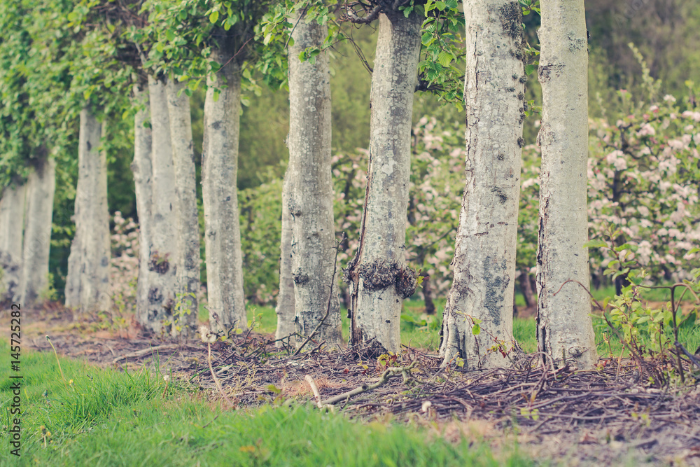 Fototapeta premium Row of the trees in the park
