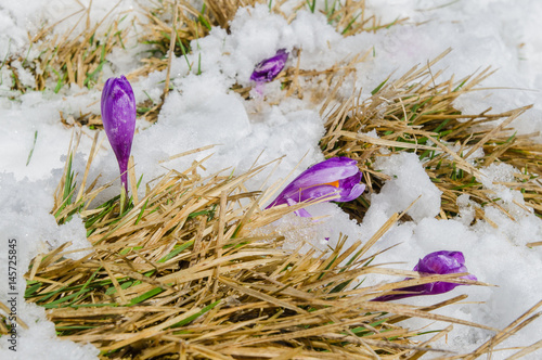 Violet crocus flowers on arising from snow photo