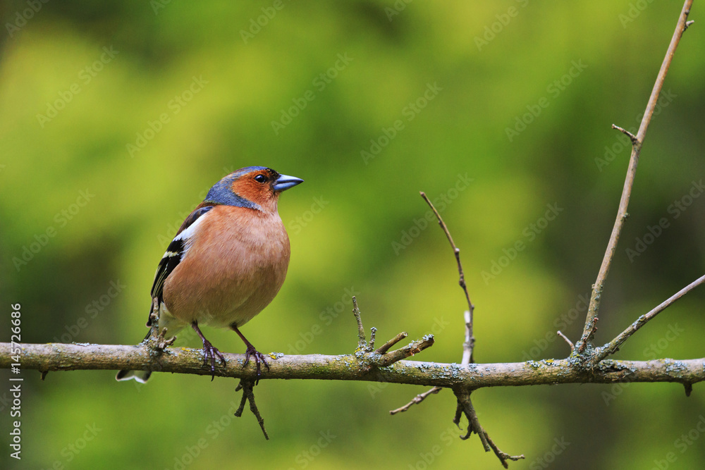 Fringilla coelebs sitting on a branch Fringilla coelebs sitting on a branch