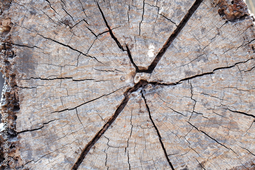 grunge wood texture with the cross section of a cut log tree
