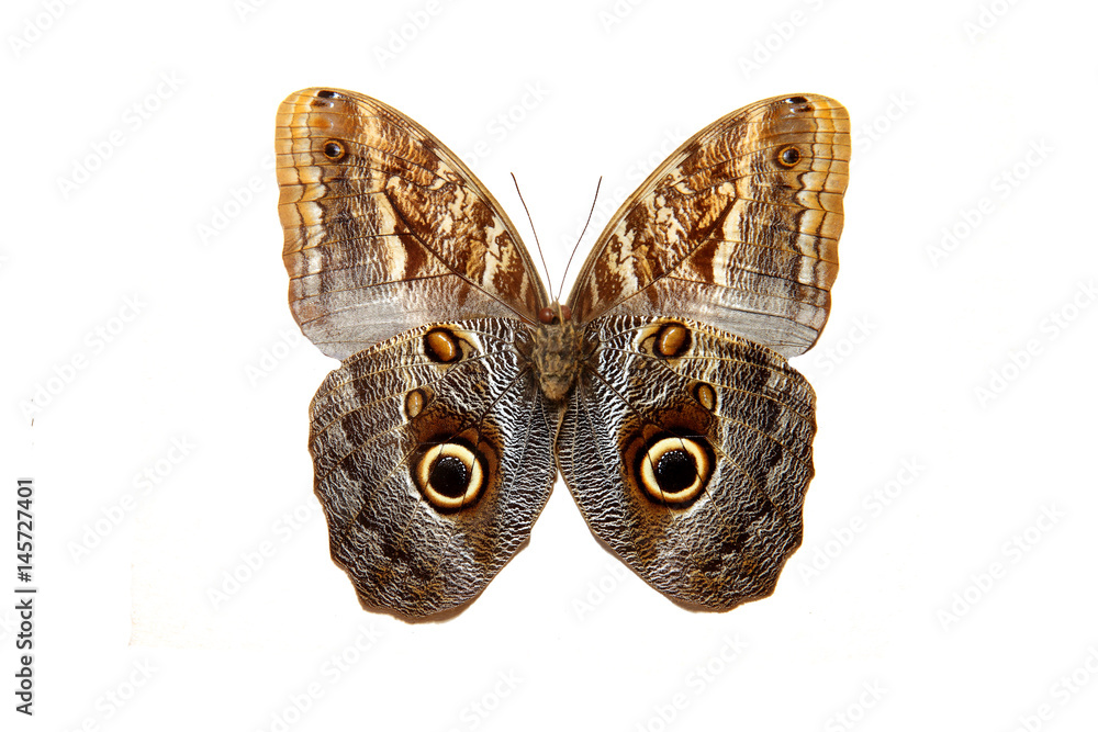 Бабочка Совиный Глаз Фото – Telegraph