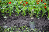 Planting marigolds in a flowerbed with a garden shovel and watering can