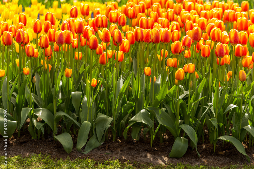 Obraz premium Keukenhof
