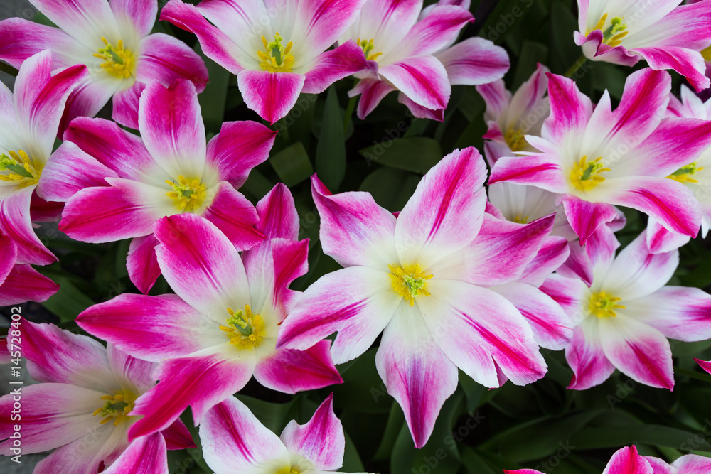 Obraz premium Flower