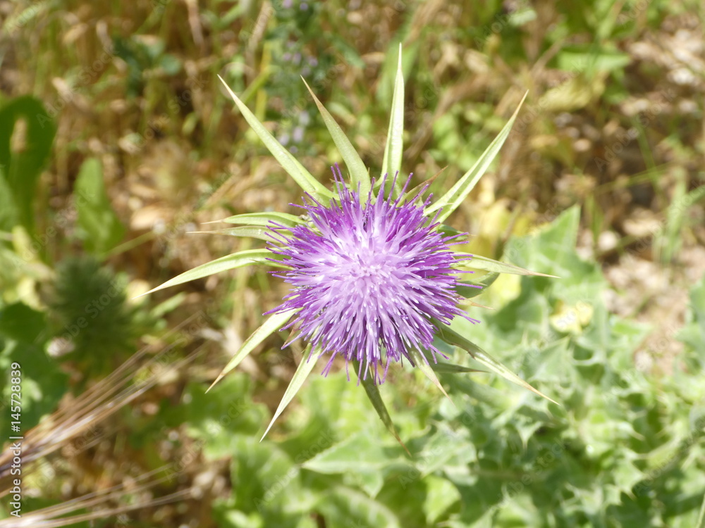 nature flower green bloom blossom nature flower green bloom blossom