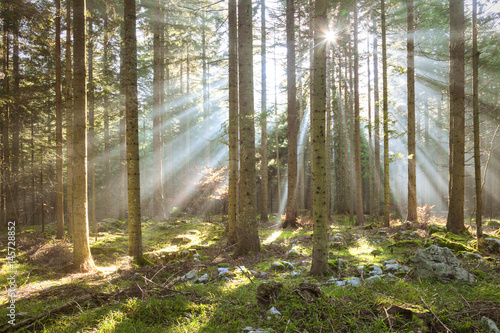 Fototapeta Morning sun rays in forest tree landscape.