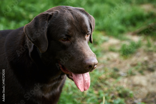 Wallpaper Mural black dog in the nature Torontodigital.ca