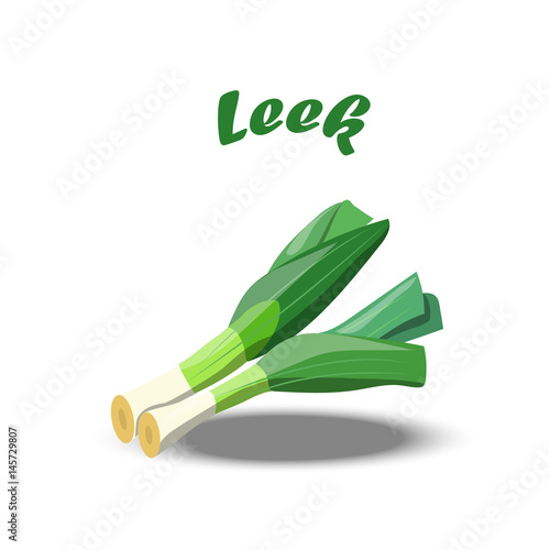 Vector illustration of leek or onion