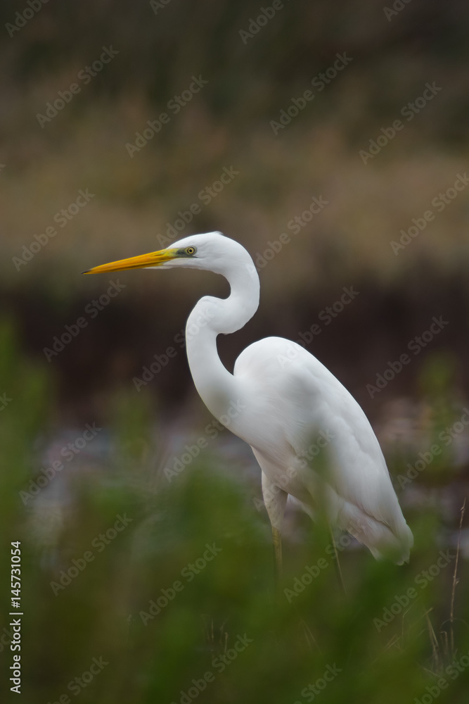 airone bianco maggiore (Casmerodius albus) - ritratto airone bianco maggiore (Casmerodius albus) - ritratto