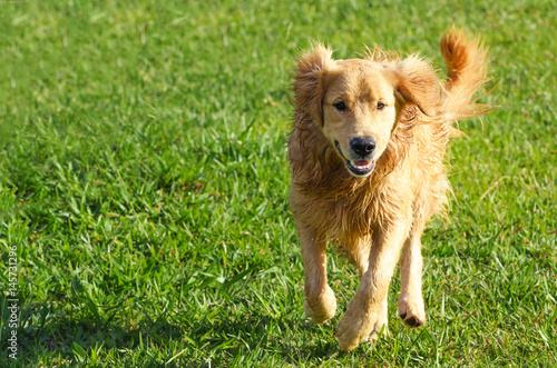 Happy dog running on a green field.