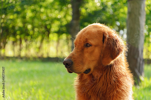 Portrait of a Golden Retriever dog on nature.