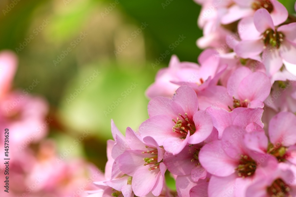 Closeup of beautiful pink Bergenia cordifolia flowers (Elephant's ears, Badan) Closeup of beautiful pink Bergenia cordifolia flowers (Elephant's ears, Badan)