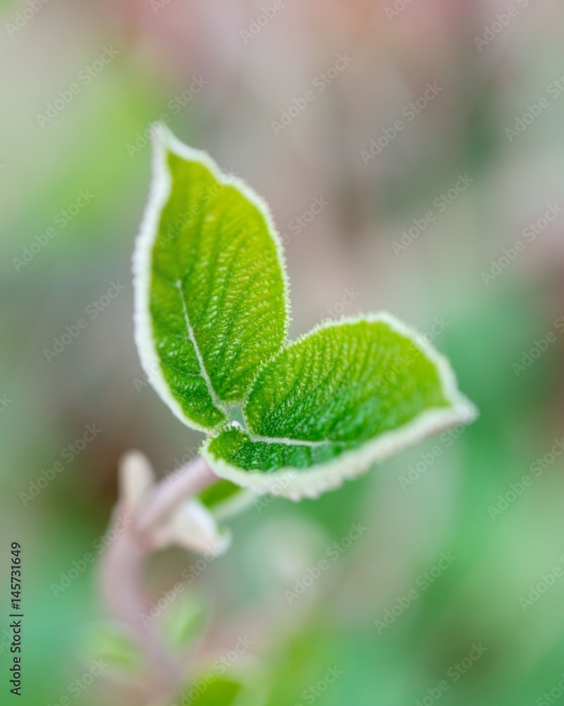 Young tree leaves in spring against soft defocused background Young tree leaves in spring against soft defocused background