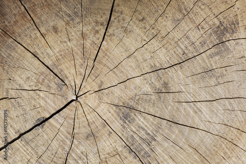 Firewood Log Face with Growth Rings