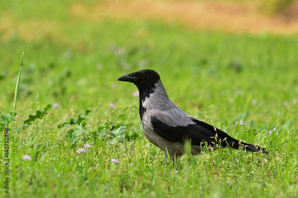 Cornacchia grigia (Corvus cornix) su prato Cornacchia grigia (Corvus cornix) su prato