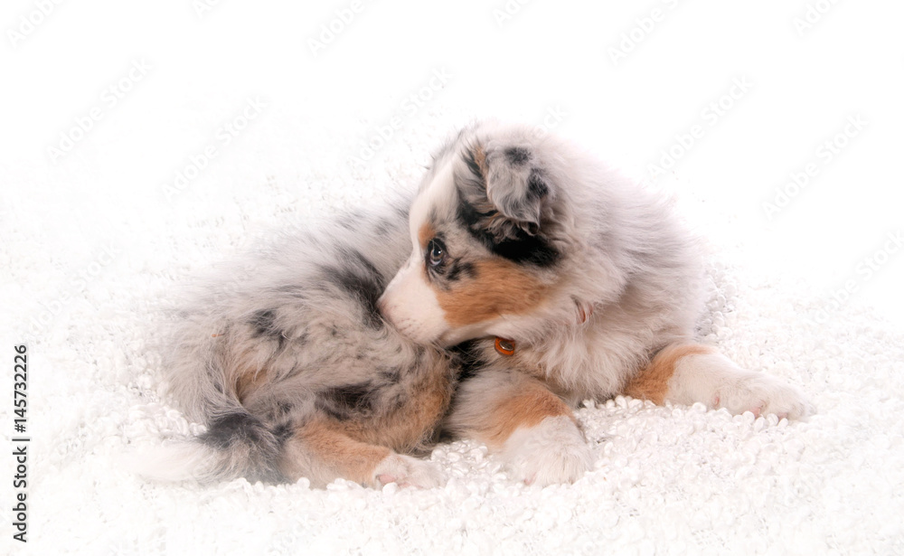 Obraz premium chiot berger australien