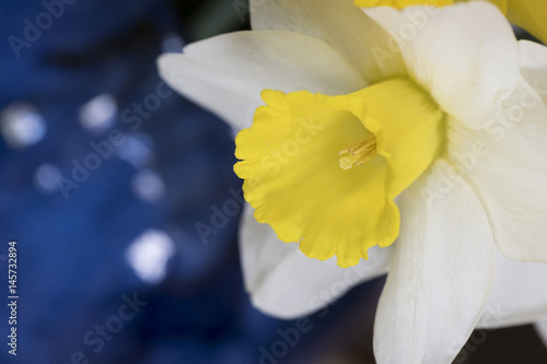 Fototapeta Naklejka Na Ścianę i Meble -  White and Yellow Daffodil Closeup