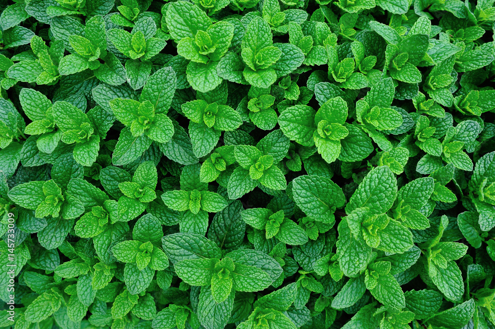 green mint plant in growth at vegetable garden - obrazy, fototapety, plakaty 