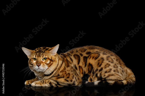 Bengal Male Cat Lying and Looking Frowning in Camera on isolated Black Background with reflection, Side view