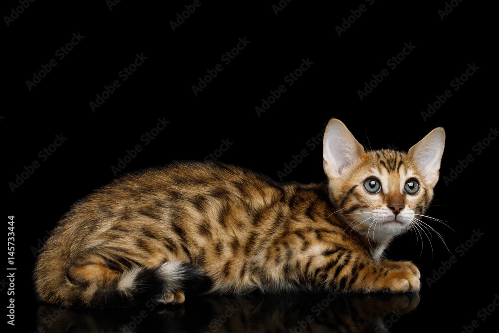 Bengal Kitten Lying and Looking up on isolated Black Background with reflection, Side view